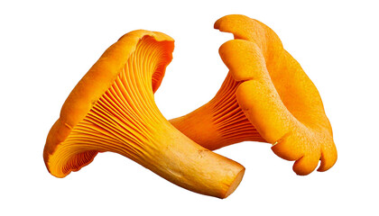 Fototapeta premium Two bright yellow chanterelle mushrooms, with visible gills and stems, isolated on a transpa.png