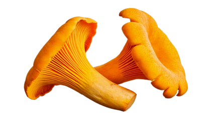 Two bright yellow chanterelle mushrooms, with visible gills and stems, isolated on a transpa.png