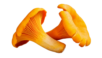 Two bright yellow chanterelle mushrooms, with visible gills and stems, isolated on a transpa.png