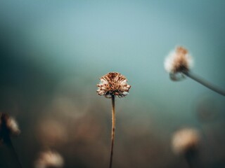 dandelion seed head