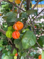 Fresh Surinam Cherry or Eugenia Uniflora Ripening on Branch