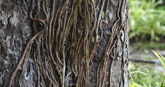 Nature's Embrace: A tree's rough bark is intricately adorned with winding roots, demonstrating the beauty and resilience of nature's design.