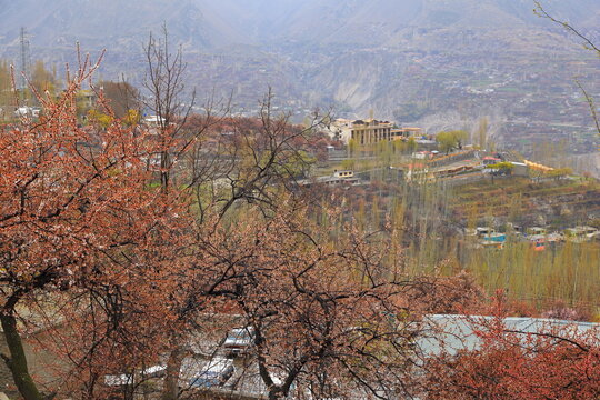 View of budding trees in the foreground framing a hillside village nestled beneath hazy mountains, a serene tableau, Hunza, Gilgit Baltistan, Pakistan.