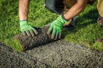 Worker Rolls out New Sod on a Lawn in Bright Daylight During Spring Season