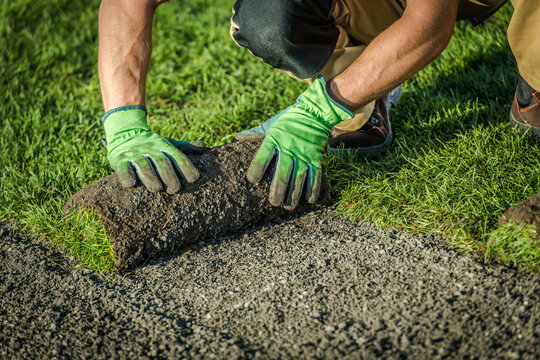 Worker Rolls out New Sod on a Lawn in Bright Daylight During Spring Season