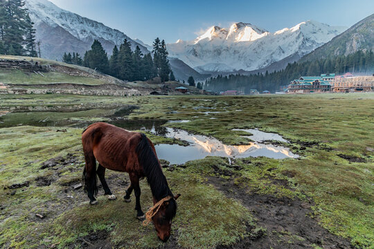 Nanga Parbat mountain at Fairy Meadows in the Gilgit-Baltistan region in Pakistan