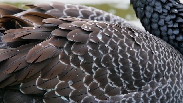 Close-up view of intricate feather patterns on a bird's plumage showcasing detailed textures and natural colors