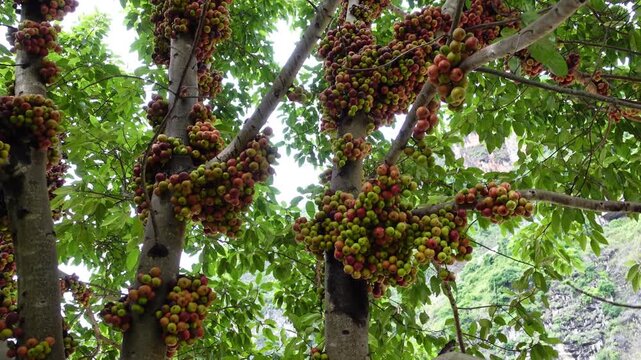 Rambutan Tree With Fruit Clusters and Green Foliage