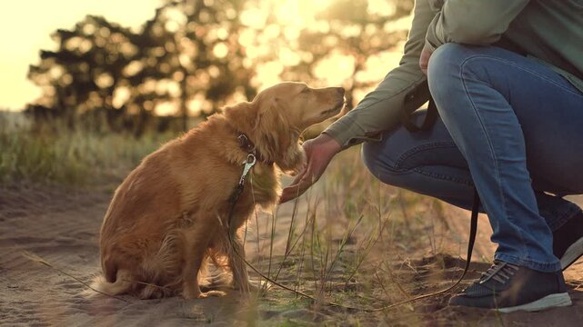 Man strokes and shakes paw of happy cocker spaniel dog sitting on dirt road animal owner strokes funny cocker spaniel dog resting in park man strokes dedicated dog resting in sunset field closeup