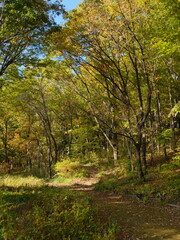 日本の秋の森 紅葉