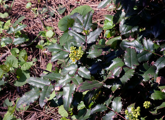 A close-up of the fragrant yellow flowers of the Mahonia aquifolia blooming in spring. Flowers have a sweet scent and glossy foliage. Bright natural light and a garden backdrop.