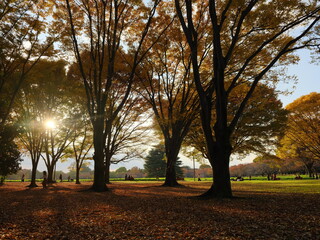 秋の昭和記念公園のケヤキの森 夕方