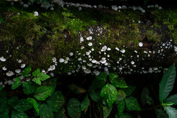 Decaying Log and Fresh Greenery: A close-up view of a decaying log, carpeted in lush moss and dotted with mushrooms, lies amongst vibrant green leaves. A quiet symphony of nature.
