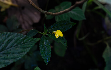 Vibrant Bloom in Nature's Embrace: A delicate yellow flower stands out amidst lush green leaves, its bright color a striking contrast against the serene natural backdrop.