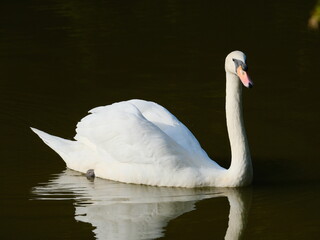 コブハクチョウ 鳥