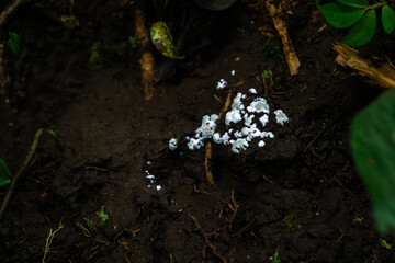 Microscopic Marvel: Unveiling nature's intricate details, this image presents a close-up view of a unique cluster of white fungi against the backdrop of dark soil.