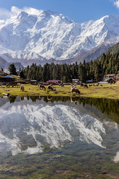 Nanga Parbat mountain mirroring in a lake in Fairy Meadows in Gilgit-Baltistan region in Pakistan