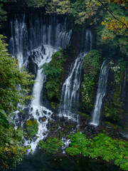 Fototapeta premium 白糸の滝 静岡県