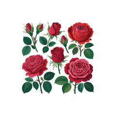 Set of Red Roses with Green Leaves Isolated on White Background