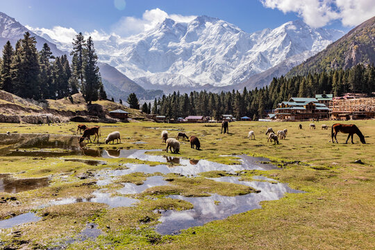 Nanga Parbat above Fairy Meadows in Gilgit-Baltistan region in Pakistan
