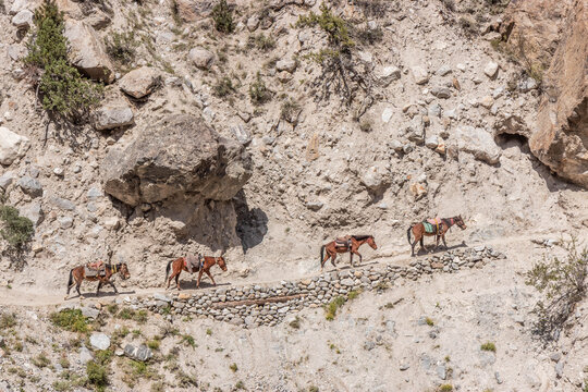 Horses on a narrow trail in Rakhiot valley near Fairy Meadows in Gilgit-Baltistan region in Pakistan