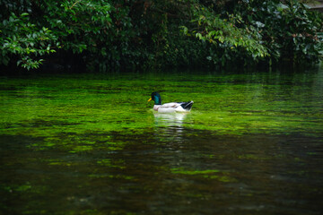 日本の清流とカモ