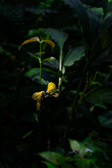 Hidden Beauty in Sunlight: A singular yellow flower blossoms amidst lush greenery in a shaded forest, its delicate petals bathed in a ray of sunlight, revealing nature's serene embrace.