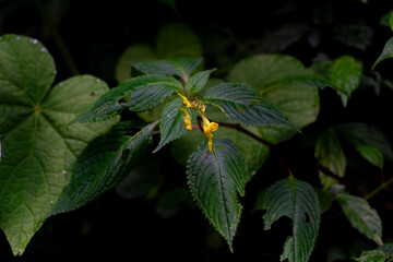 Secret Garden Bloom: A solitary yellow flower stands out amidst the lush greenery of a hidden garden, evoking a sense of tranquil beauty and the resilience of life in a mysterious, dimly lit setting.