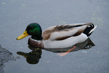 池に浮かぶカモ 日本の鳥