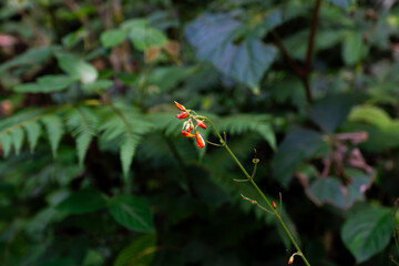 Wildflower Whispers: Delicate orange wildflowers stand tall against a backdrop of lush green foliage, whispering tales of resilience and understated beauty within the natural world.
