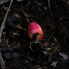 Fungus in the Forest: A unique fungus stands out with vibrant color, emerging from the dark forest floor, revealing the beauty of nature's intricacies.