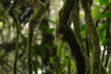 Lush Forest Branches: Captivating the intricate details of nature's design, this close-up of moss-covered tree branches weaves a story of the forest.