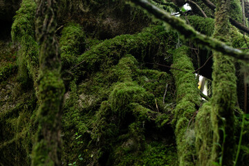 Lush Green Mossy Texture in Forest: Close-up of a vibrant moss covering a tree's trunk and branches, revealing the beauty and details of the woodland. The scene evokes a feeling of peace and serenity.