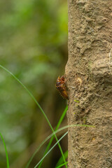 Cicada on Tree Trunk: A close-up shot captures the intricate texture of a cicada clinging to the rough bark of a tree trunk, blending with its natural surroundings.