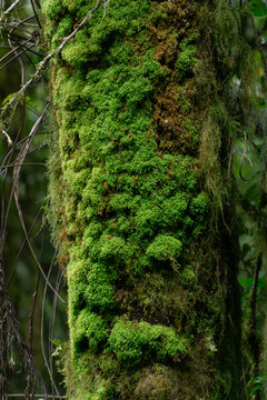Mossy Tree Trunk in Lush Woodland: Close-up of a tree trunk blanketed in vibrant green moss, showcasing nature's artistry in a dense, verdant forest.