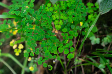 Maidenhair Fern: A close-up view reveals a cluster of delicate, vibrant green maidenhair fern leaves, their intricate textures and forms evoking a sense of calm and beauty.