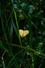 Golden Wings in Green: A striking yellow butterfly finds its moment amidst lush, verdant grass and foliage, a delicate dance of nature's beauty and fragility. 