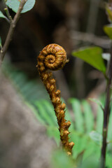 Fern's Unfurling: A close-up showcases the intricate detail of a fern frond as it gracefully unfurls, revealing nature's delicate artistry and the promise of growth.