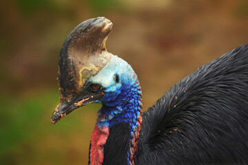 Southern Cassowary in the Foreground with Natural Blurred Background