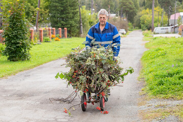 Senior man pushing a wheelbarrow full of trimmed rowan branches on a rural road. Seasonal yard work and gardening. Gardener, farmer, landowner