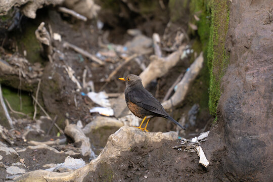 Urban Robin Amidst Rubble: A resilient robin perched amidst a mix of stones and waste in an urban setting, illustrating survival.