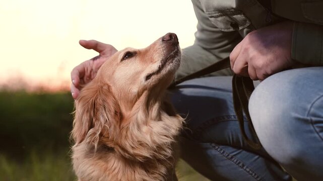 Loving owner strokes cocker spaniel dog head sitting down nearby at back sunset light owner strokes cute spaniel dog in country park man owner with dog rest together in green evening park closeup