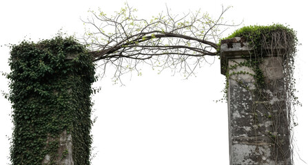 Two Ancient Stone Pillars Heavily Overgrown With Dark Green Ivy And Thin Branches Creating A Natural Archway Structure Against A Transparent Background Grunge Textured Vegetation Ruins Climbing Plant