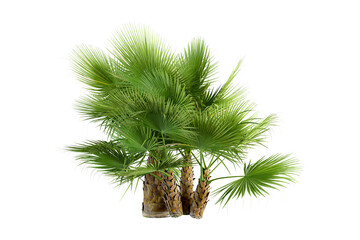 Green palm tree isolated on white