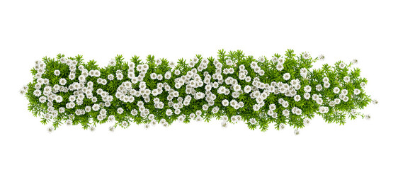 Top view plant with white flower isolated on white background