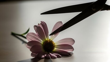 Scissors cutting pink daisy flower on white surface