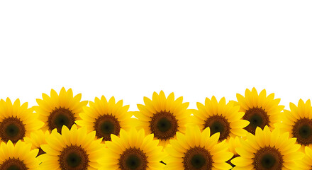 A vibrant row of yellow sunflowers blooms beautifully perfect for designs on transparent background.