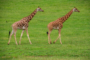 Two giraffes walking in a field. One is larger than the other. The grass is green and the sky is cloudy