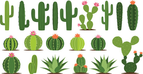 Green cactus and succulent plants vector illustration set with desert botanical elements isolated on white background © Sumon Creative