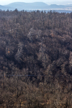 View of the dense, stark forest of bare trees blanketing the rolling hills under the pale sky, creating a winter scene, Buda Hills, Hungary.